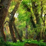лиановый лес Дагестан