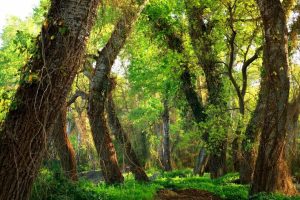 лиановый лес Дагестан