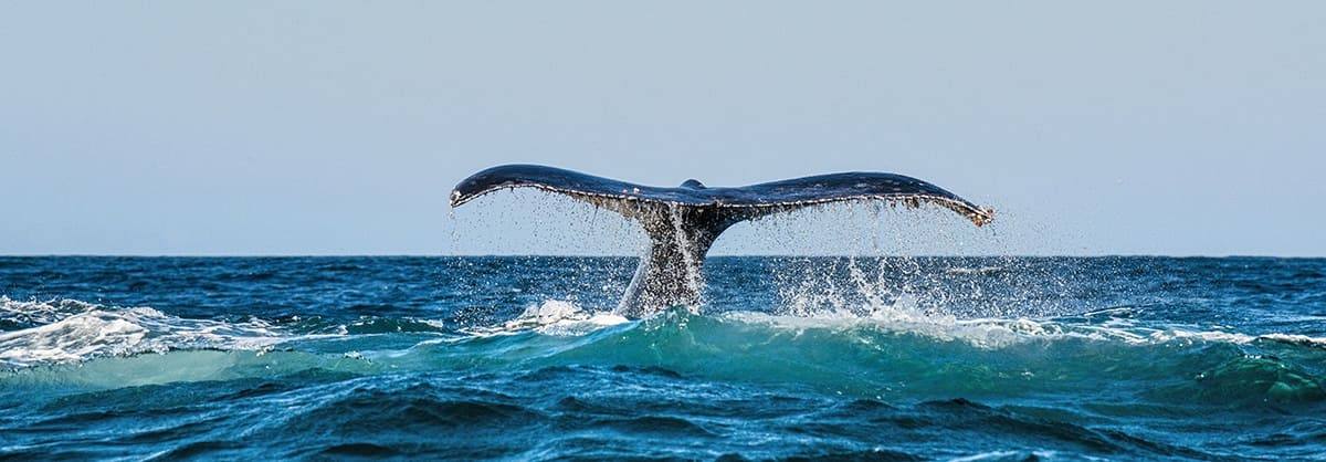 Териберка киты