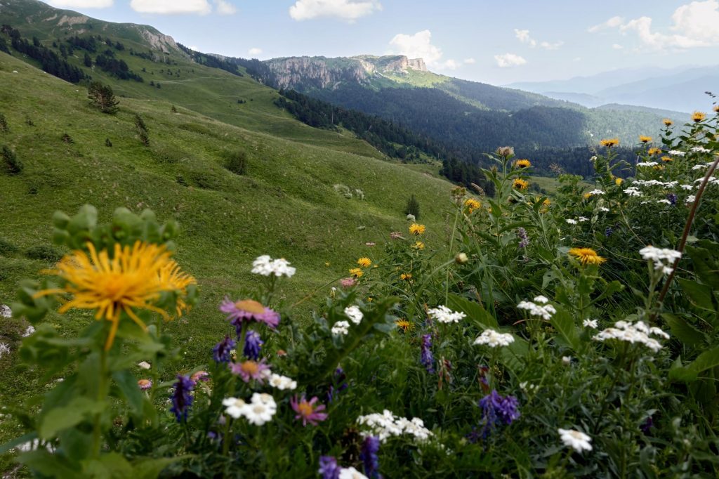 Альпийские луга Адыгея