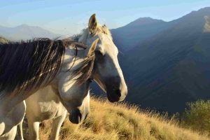 Отпуск в горах Домбая