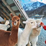 Альпаки