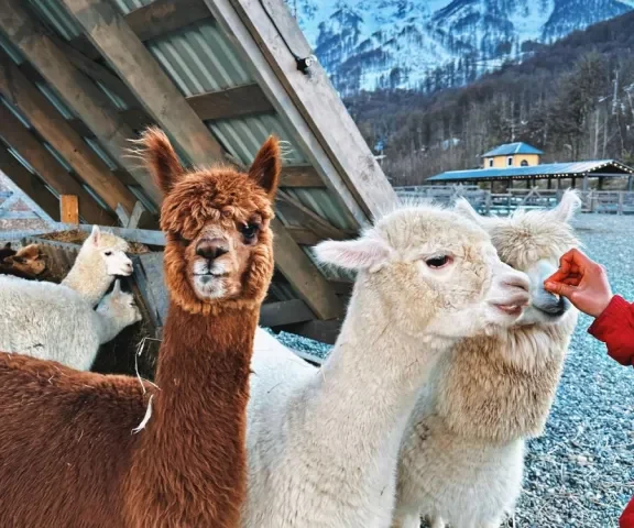 Альпаки